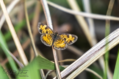 Pearl Crescent Butterfly March 2026